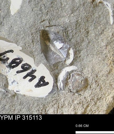 undet. Bivalvia