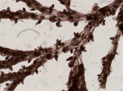 Bugulina stolonifera