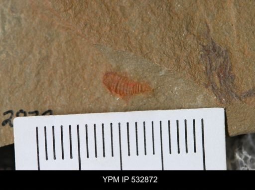 undet. Synziphosurina