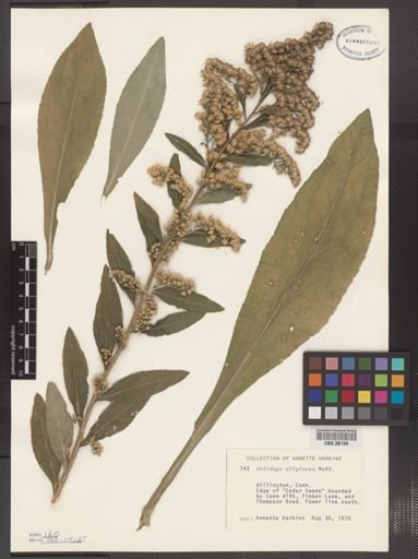 Solidago uliginosa
