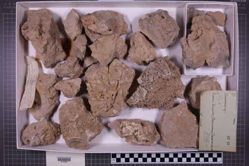 mixed taxa, stratigraphic collection