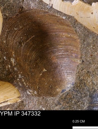 Limopsis striatopunctatus