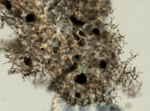 Haliclona oculata