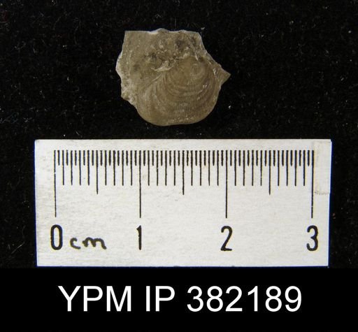 Productus sp.