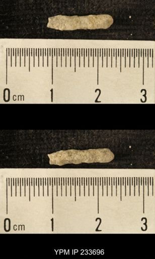 Archaeocidaris sp.