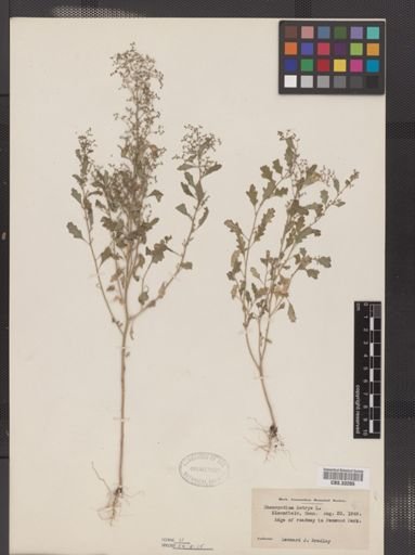 Chenopodium botrys