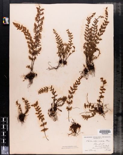 Cheilanthes vestita