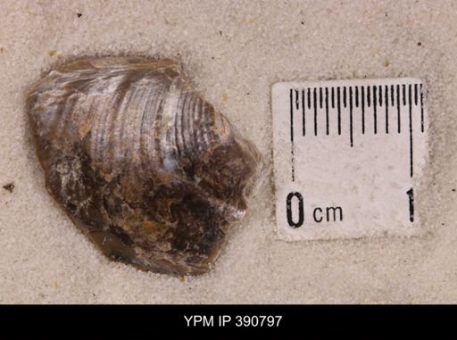 Scaphites ventricosus stantoni