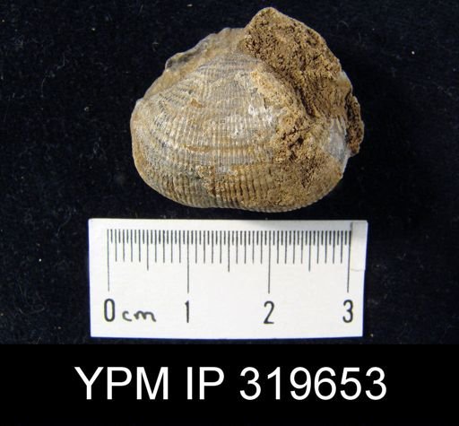Productus morrowensis