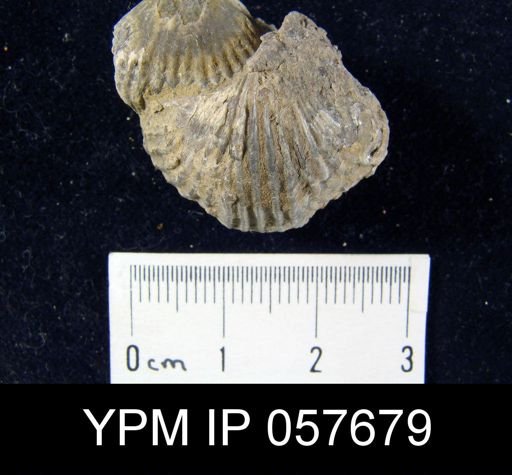 Anastrophia verneuili