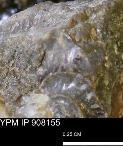undet. Scaphitidae