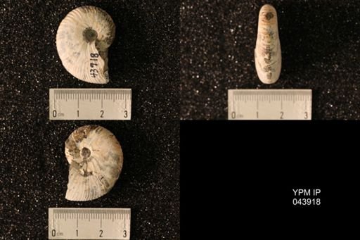 Hoploscaphites nicolletii