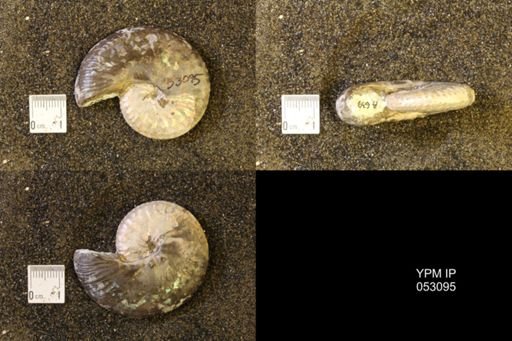 Discoscaphites conradi