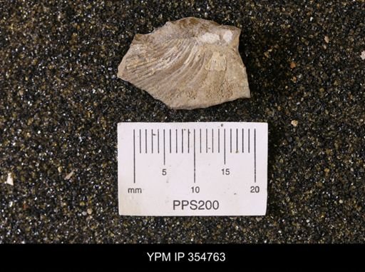 Pseudoptera subtortuosa