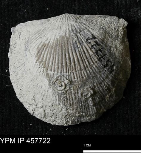 Strophodonta sp.