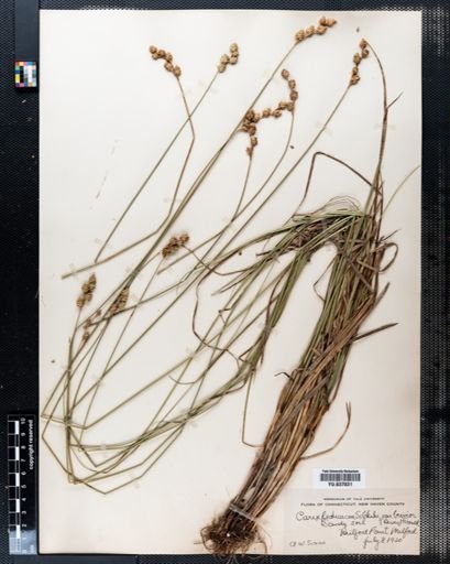 Carex festucacea