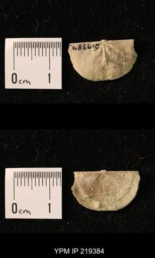 Chonetes granulifer