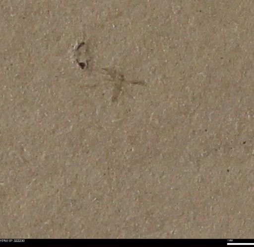 undet. Insecta