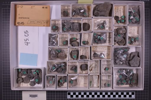 mixed taxa, stratigraphic collection