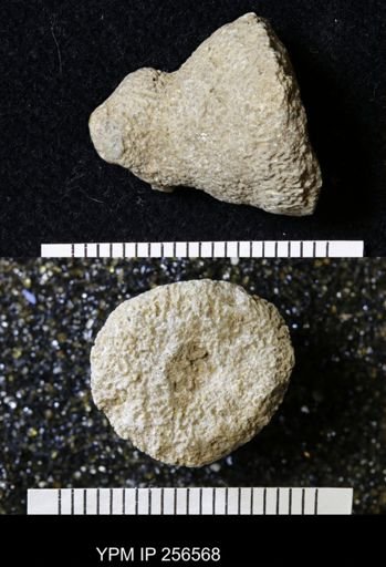 Endostoma