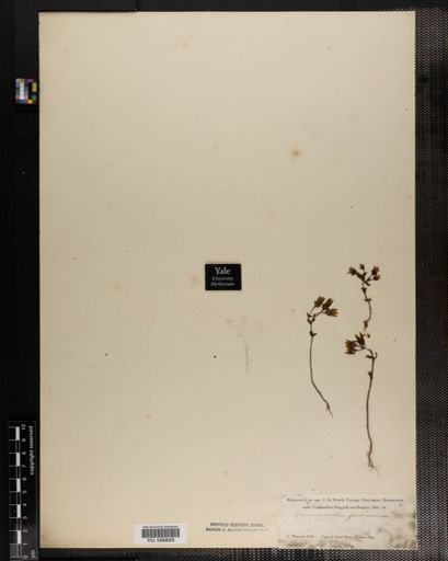 Plantae