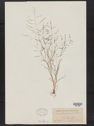 Eragrostis pilosa