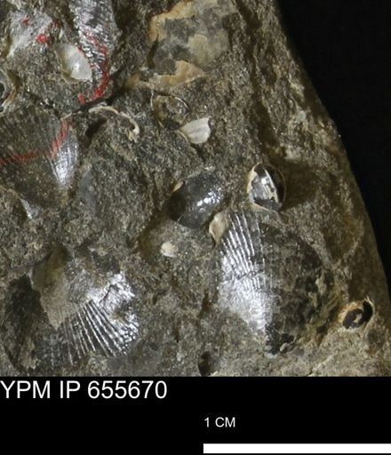 undet. Bivalvia