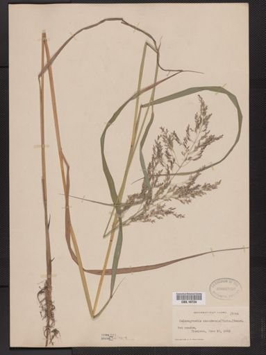 Calamagrostis canadensis
