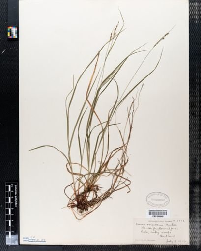 Carex virescens