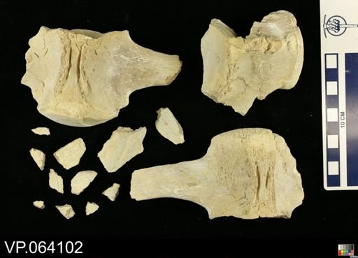 undet. Mosasauridae