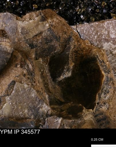 undet. Mollusca