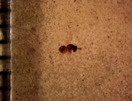 undet. Hymenoptera