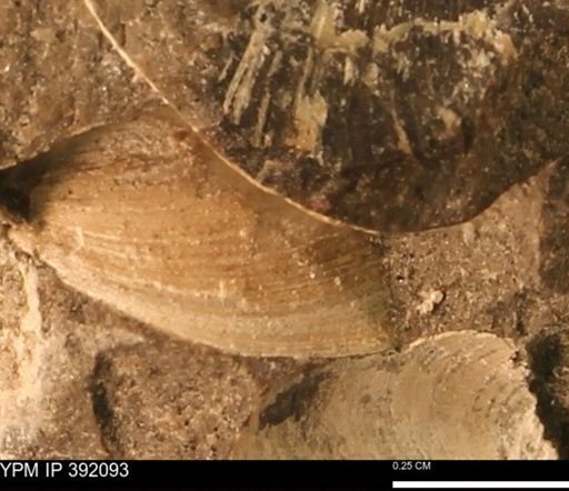 Protocardia sp.