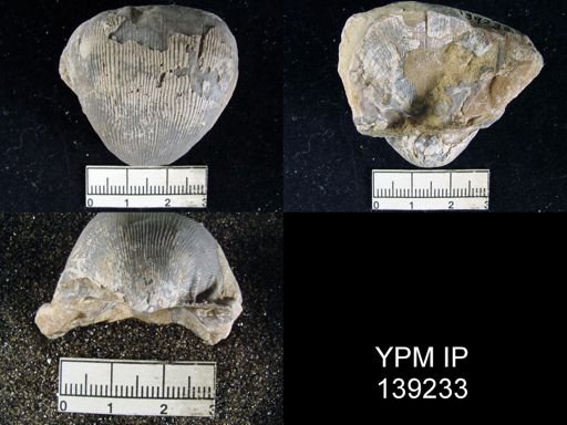 Linoproductus lineatus