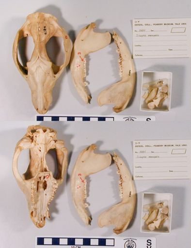 Didelphis virginiana virginiana