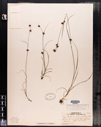 Rhynchospora capitellata