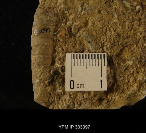 undet. Orthocerida