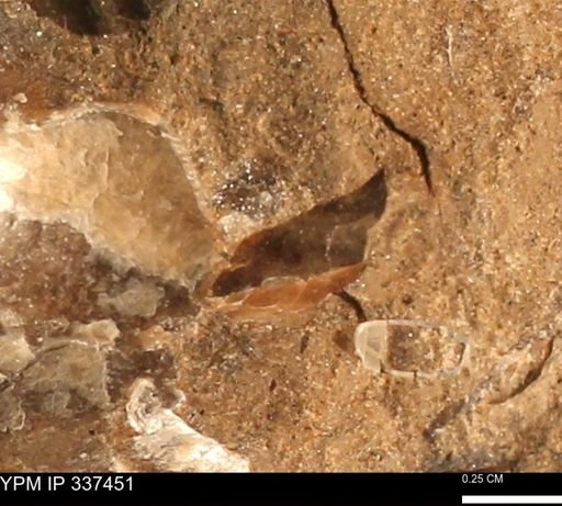 undet. Mollusca