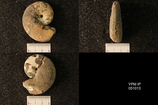Hoploscaphites nicolletii