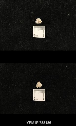 undet. Brachiopoda