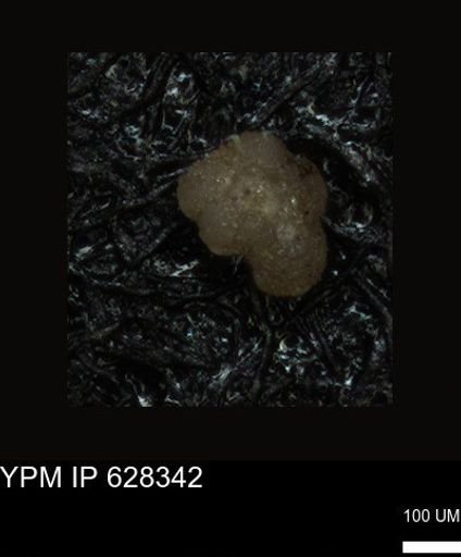 undet. Foraminiferida