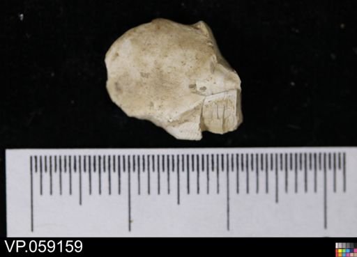Elasmobranchii