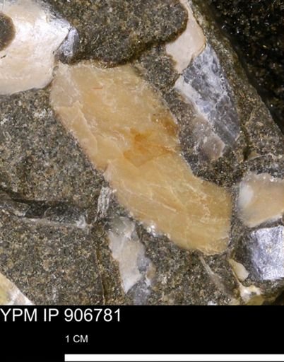 Pseudoptera sp.