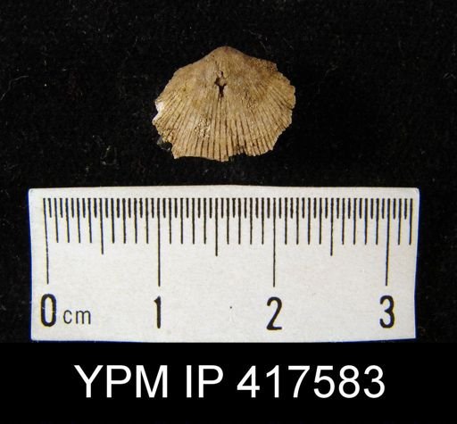 Rhipidomella sp.
