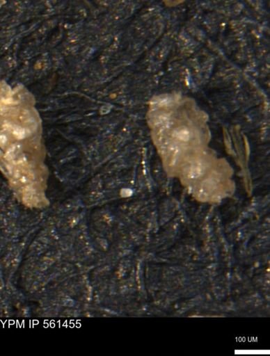 Verneuilinoides hectori