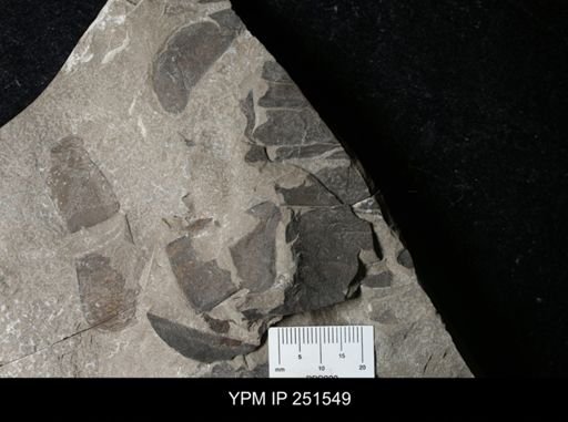 undet. Eurypterida