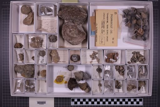 mixed taxa, stratigraphic collection