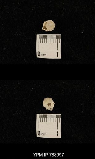 undet. Brachiopoda