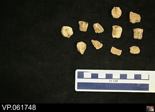 undet. Mosasauridae