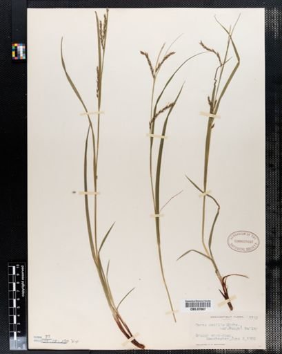 Carex debilis rudgei